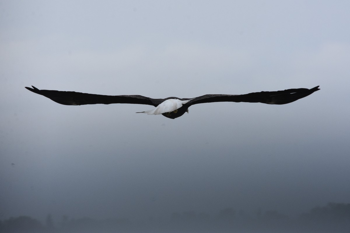 Bald Eagle - ML641274325