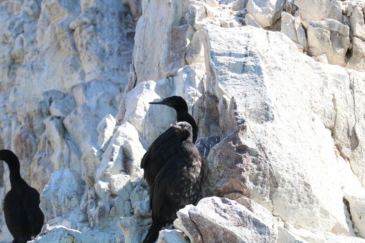 Magellanic Cormorant - ML641274336