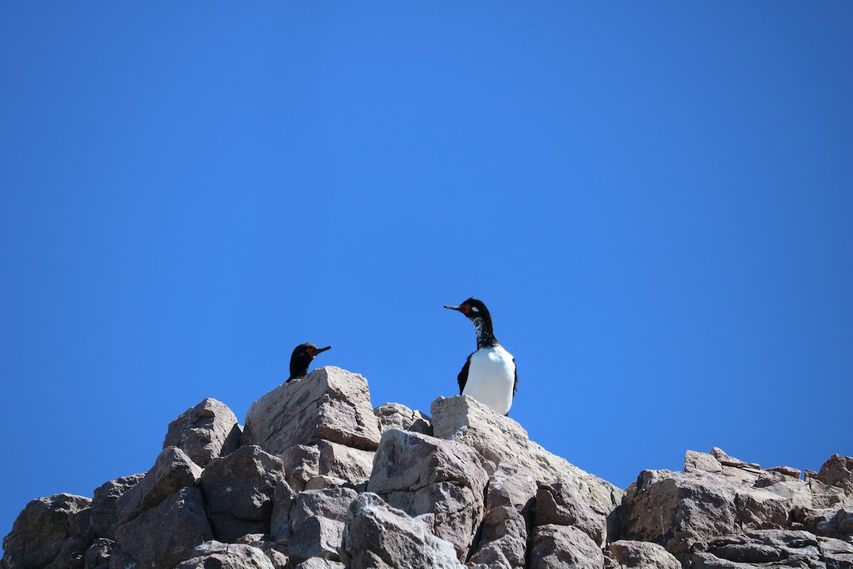 Magellanic Cormorant - ML641274353