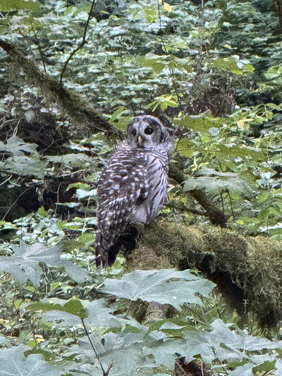 Barred Owl - ML641274359