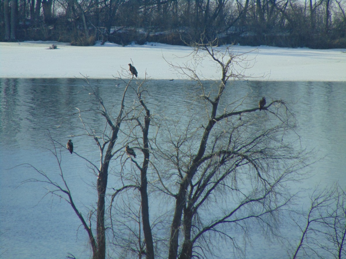 Bald Eagle - ML641274375