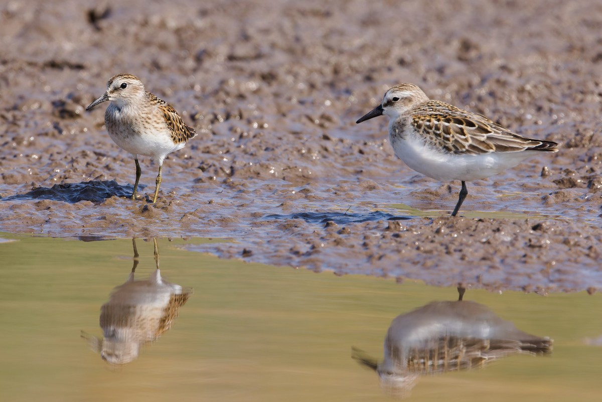 Least Sandpiper - ML641274387