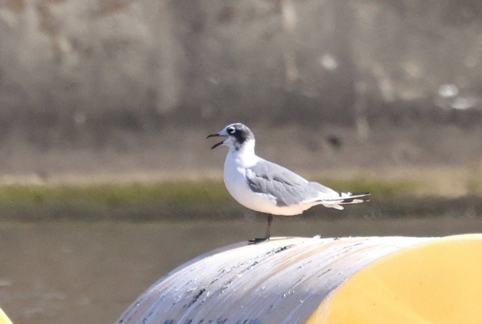 Franklin's Gull - ML641274388