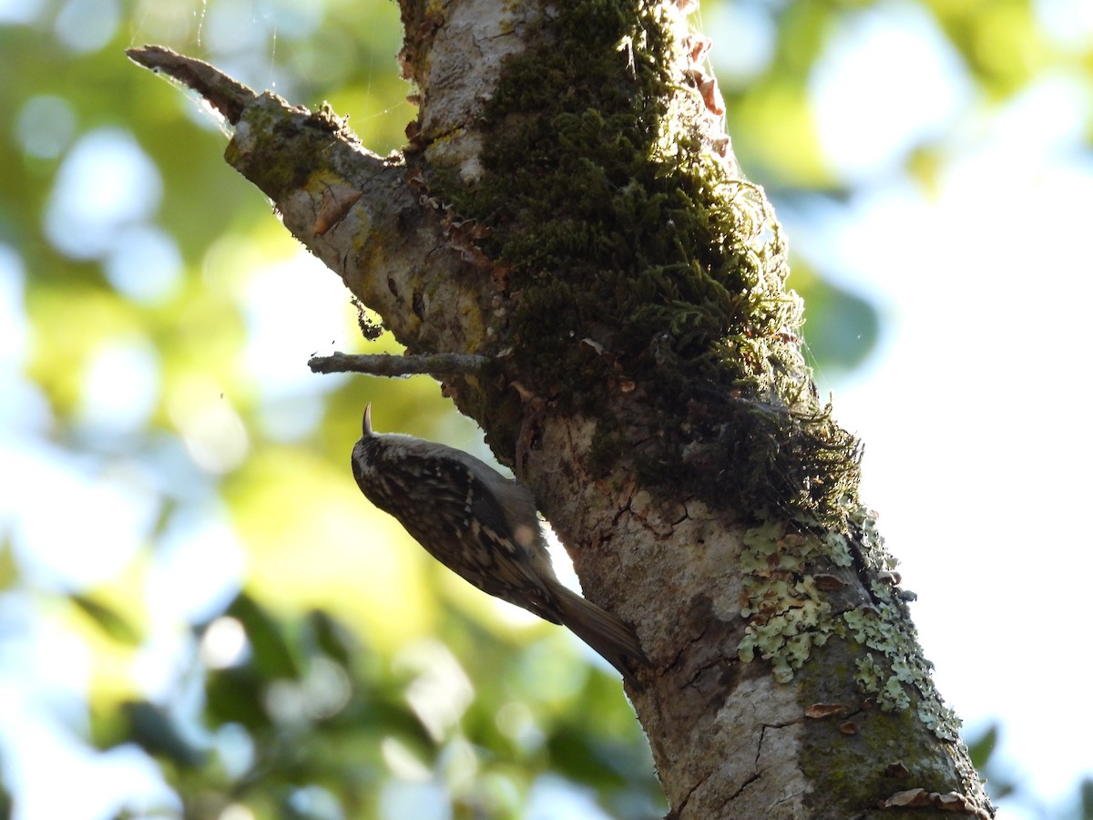 Brown Creeper - ML641274394