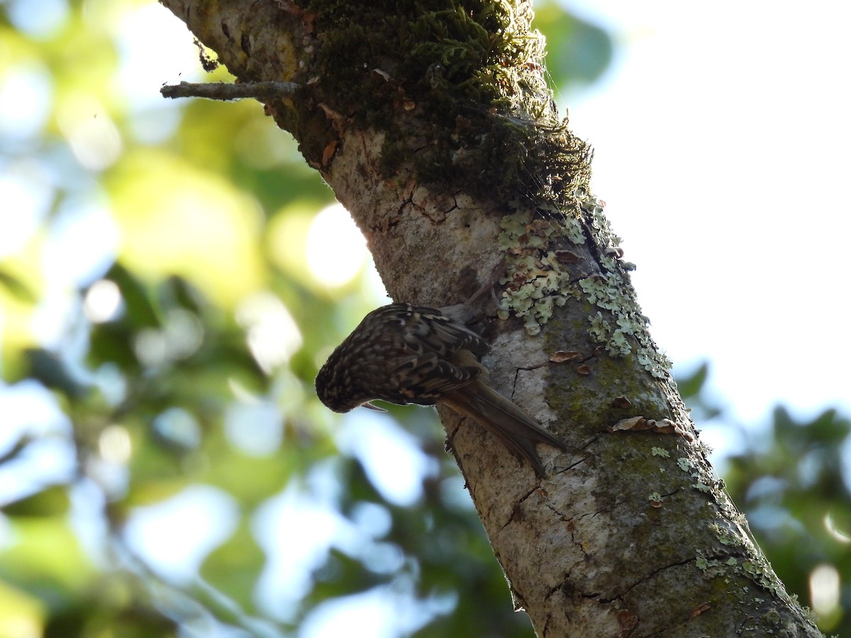 Brown Creeper - ML641274395
