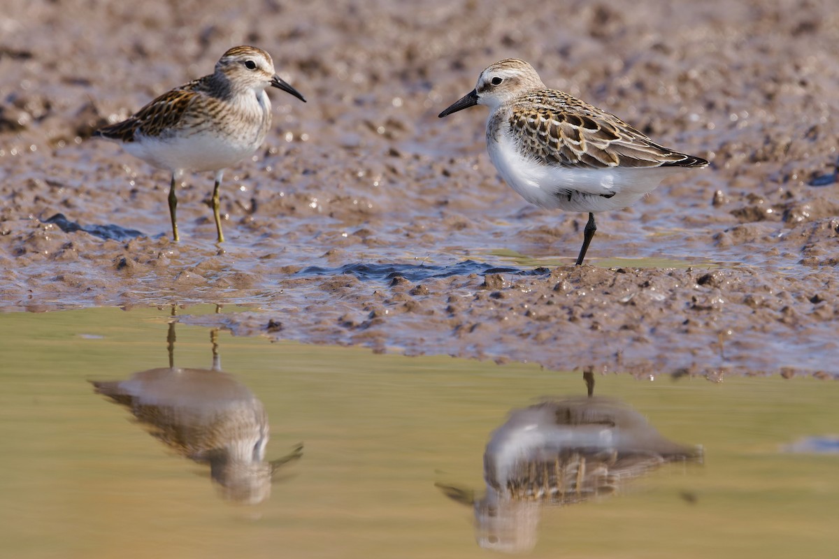 Semipalmated Sandpiper - ML641274398
