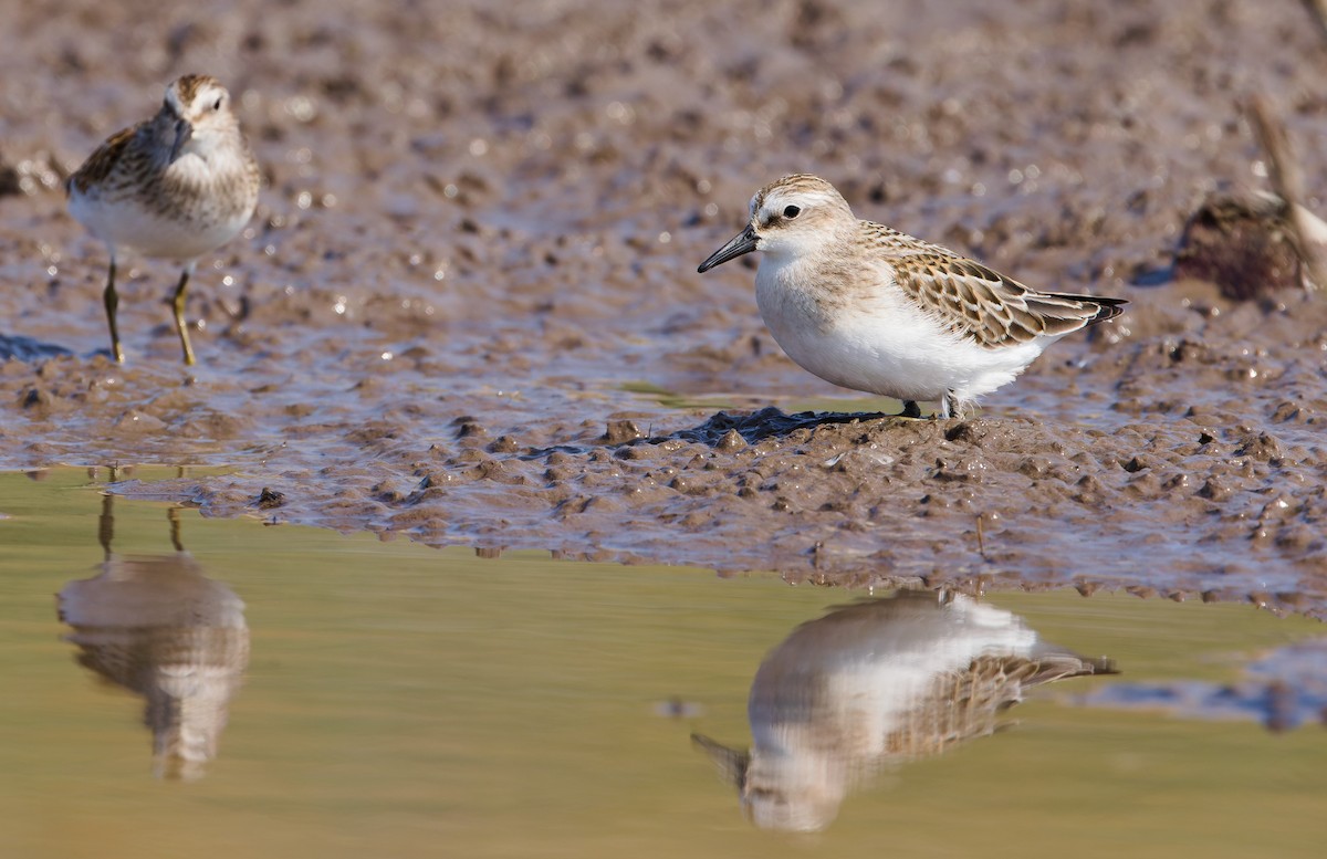 Semipalmated Sandpiper - ML641274403