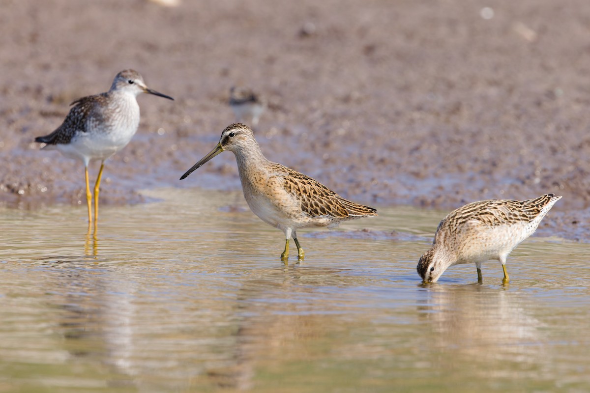 Short-billed Dowitcher - ML641274414