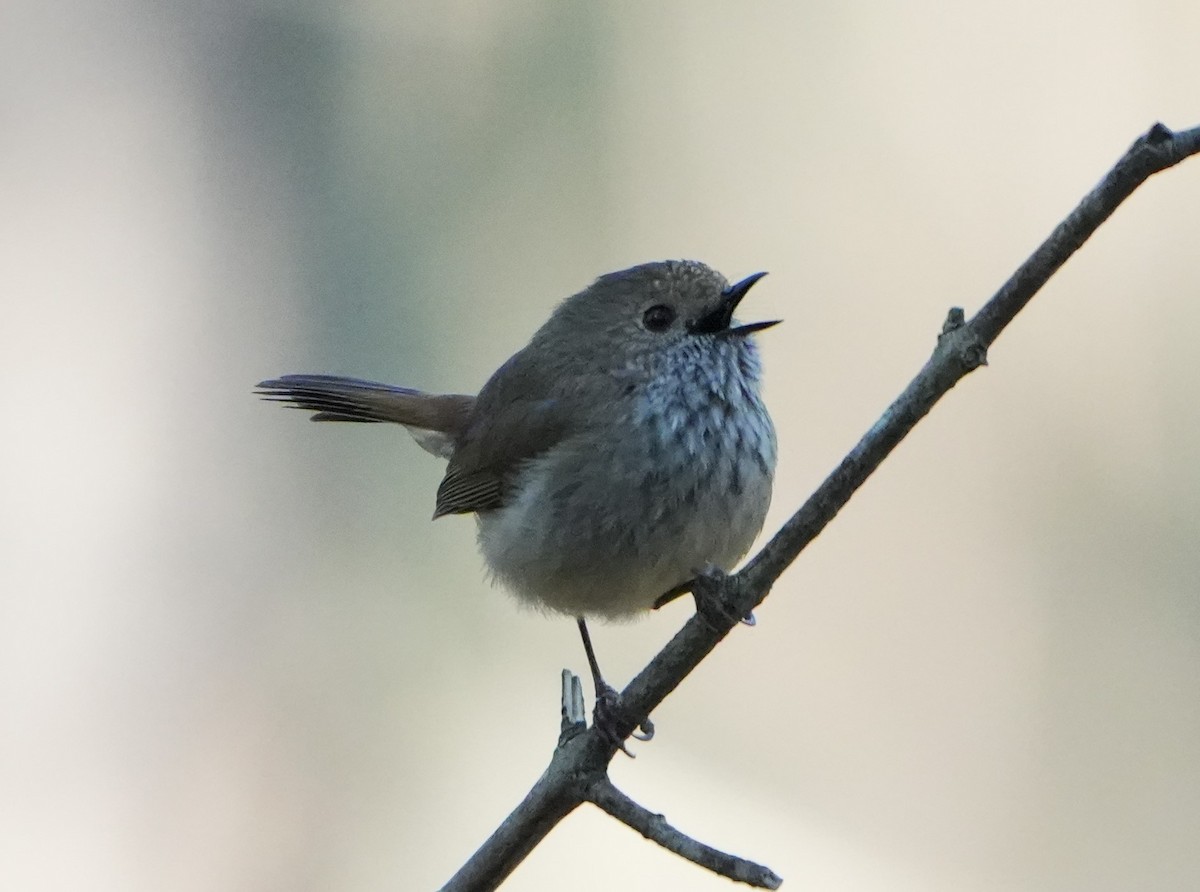 Brown Thornbill - ML641274415