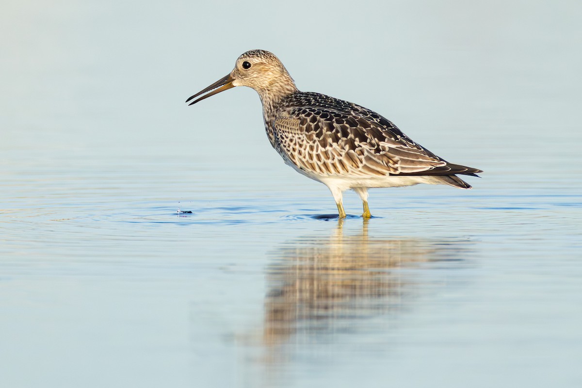sibirsnipe - ML641274418