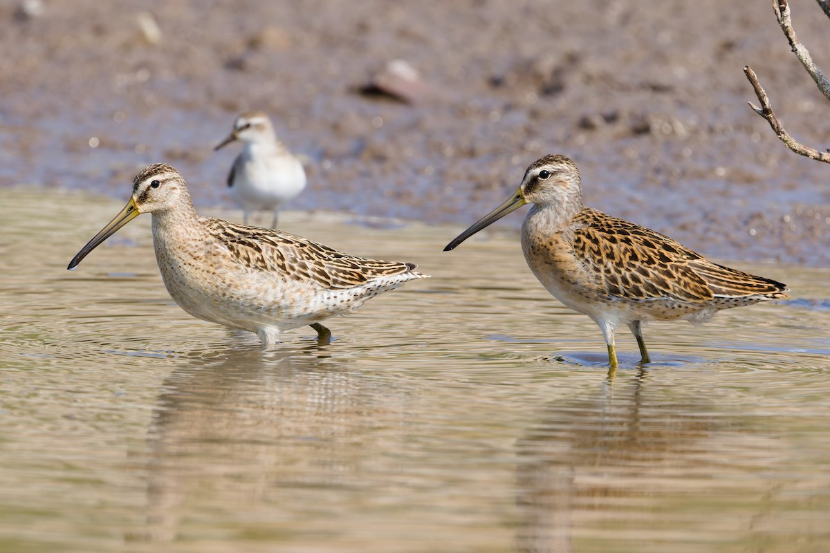 Short-billed Dowitcher - ML641274420