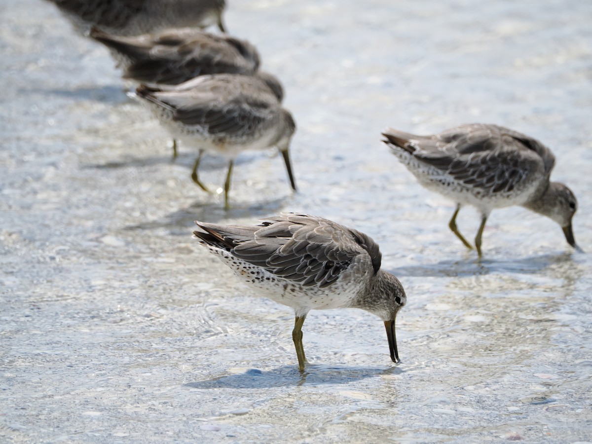 Short-billed Dowitcher - ML641274437