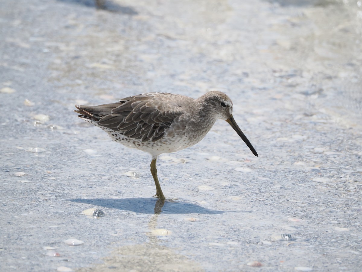 Short-billed Dowitcher - ML641274440