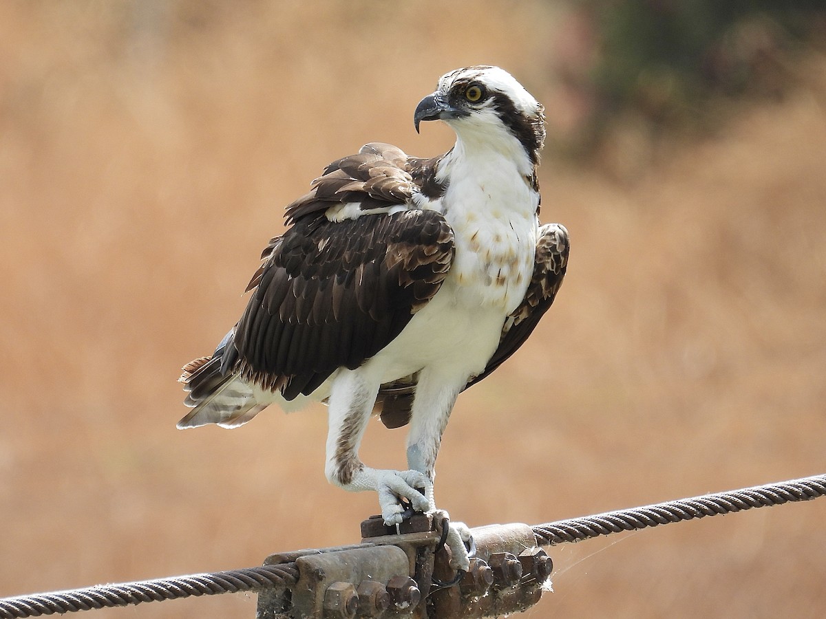 Скопа західна (підвид carolinensis) - ML641274444
