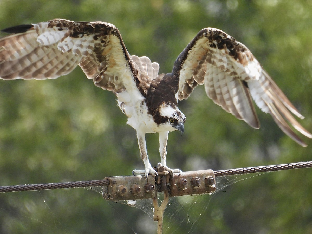 Скопа західна (підвид carolinensis) - ML641274445