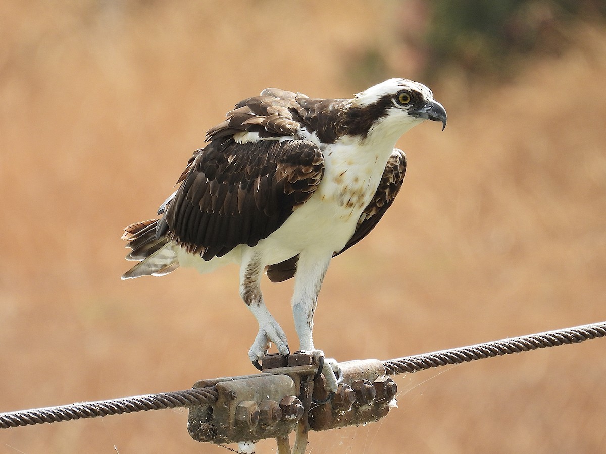 Скопа західна (підвид carolinensis) - ML641274446