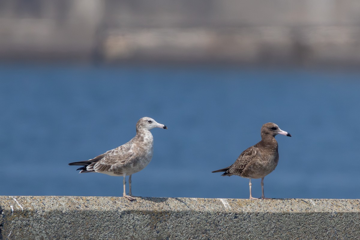 Black-tailed Gull - ML641274462