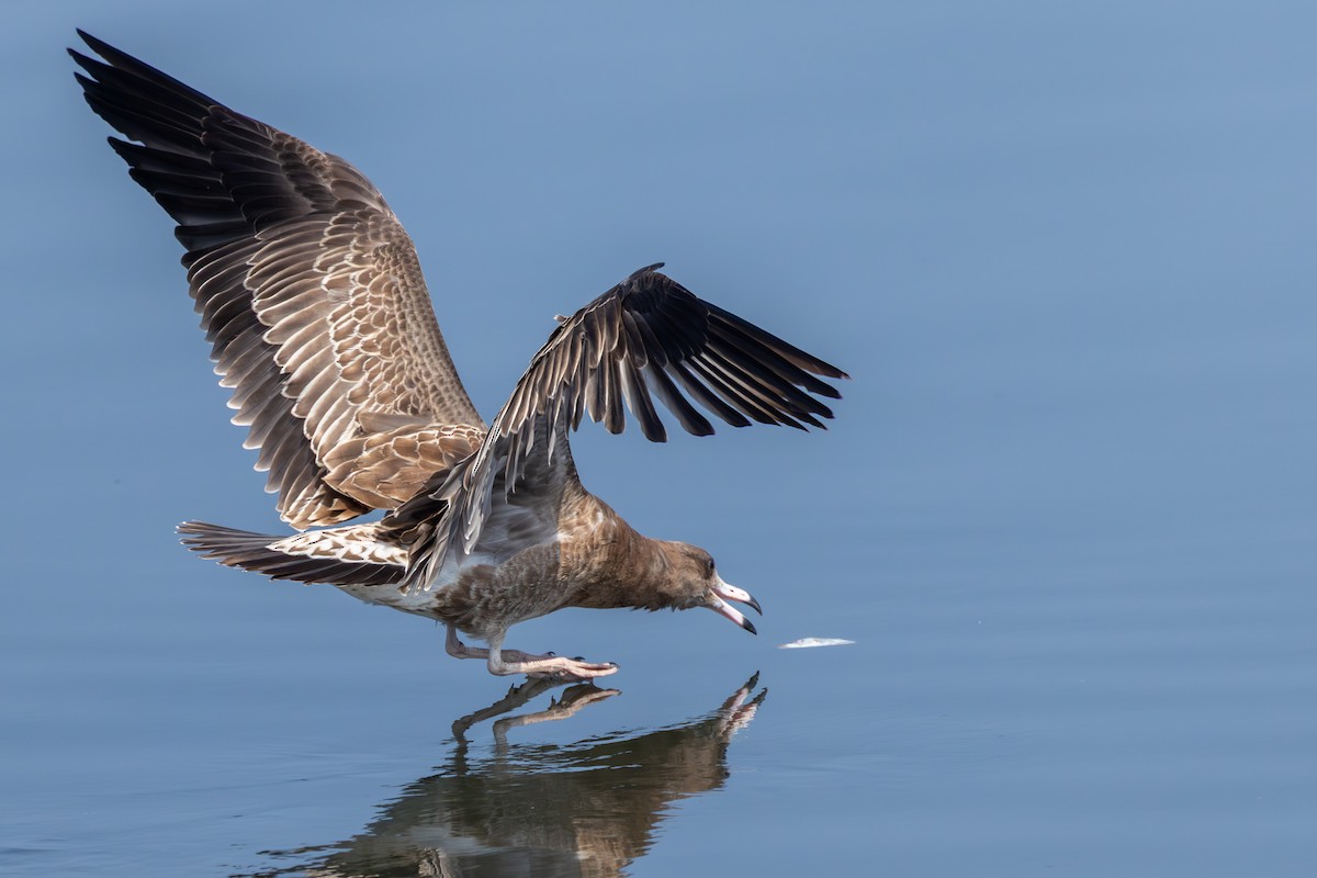 Black-tailed Gull - ML641274463