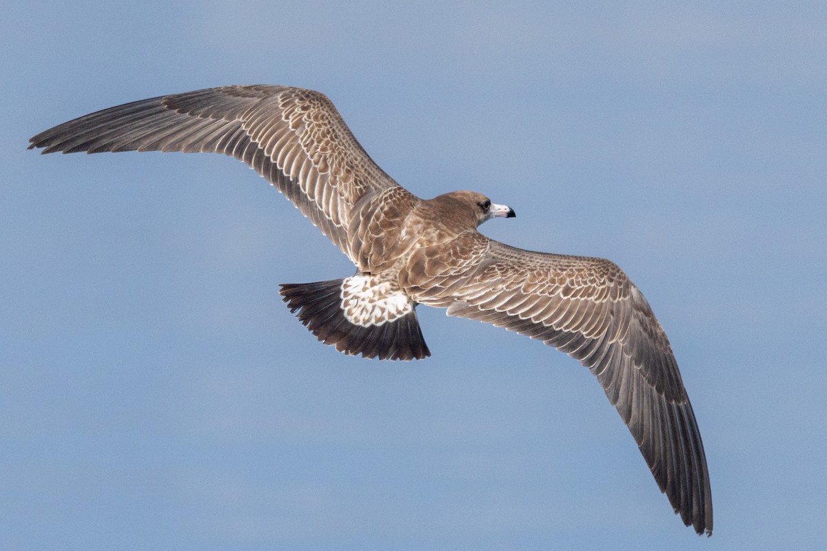 Black-tailed Gull - ML641274464
