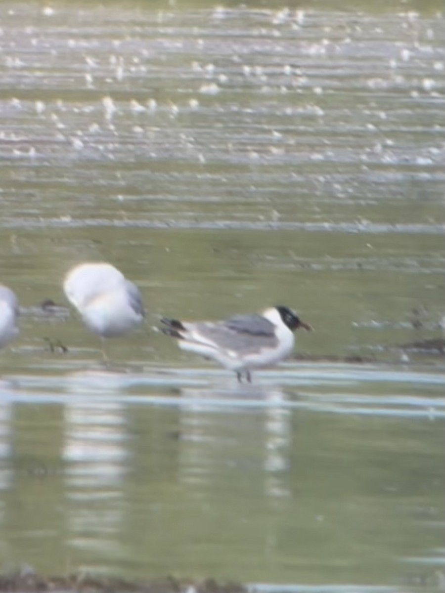 Franklin's Gull - ML641274475
