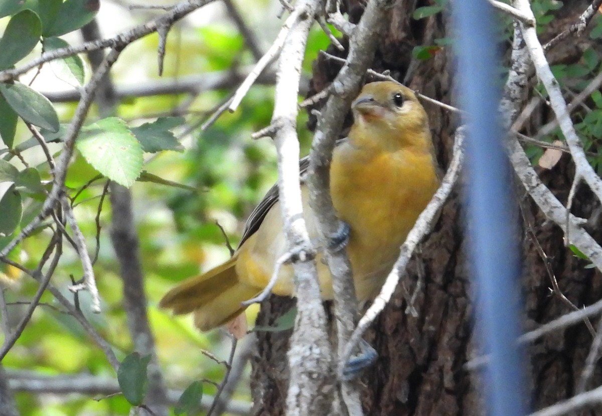 Bullock's Oriole - ML641274485