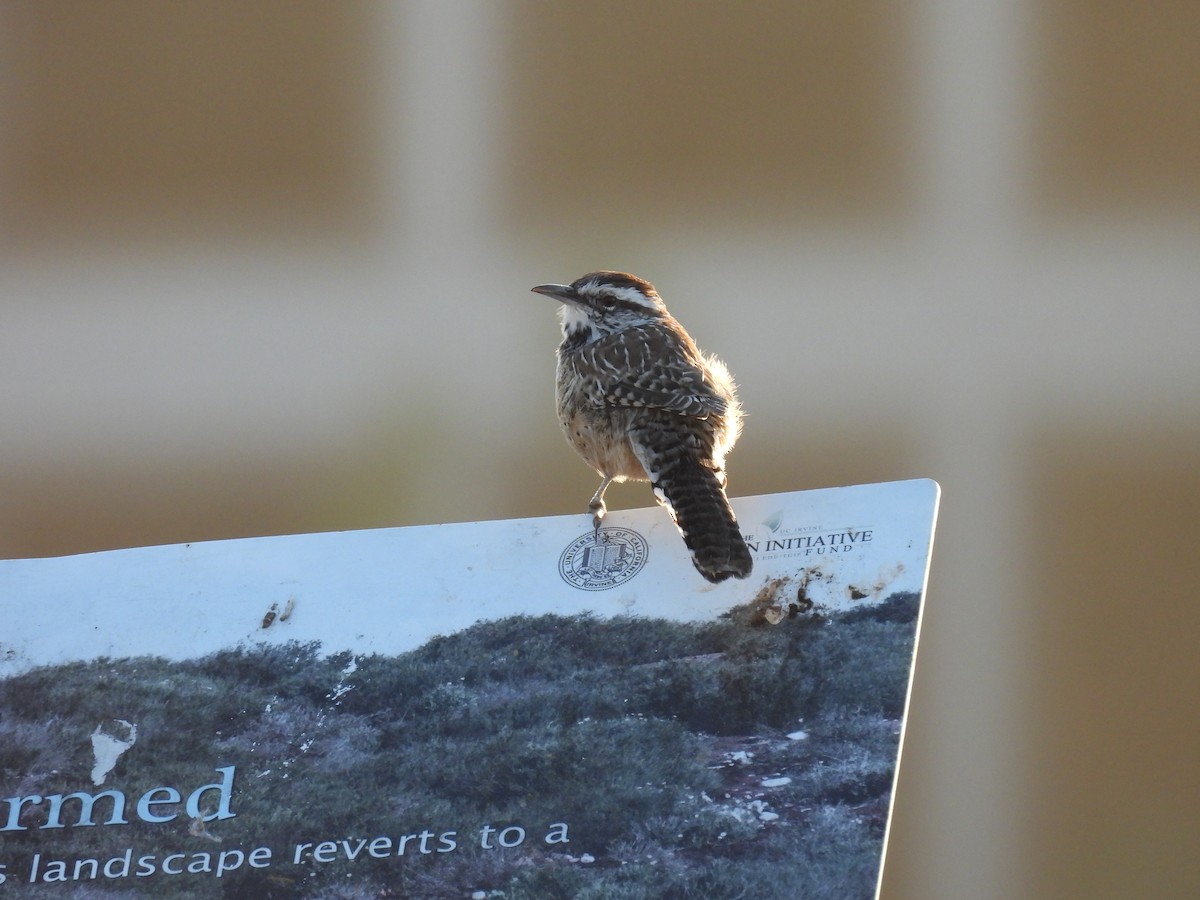 Cactus Wren - ML641274487