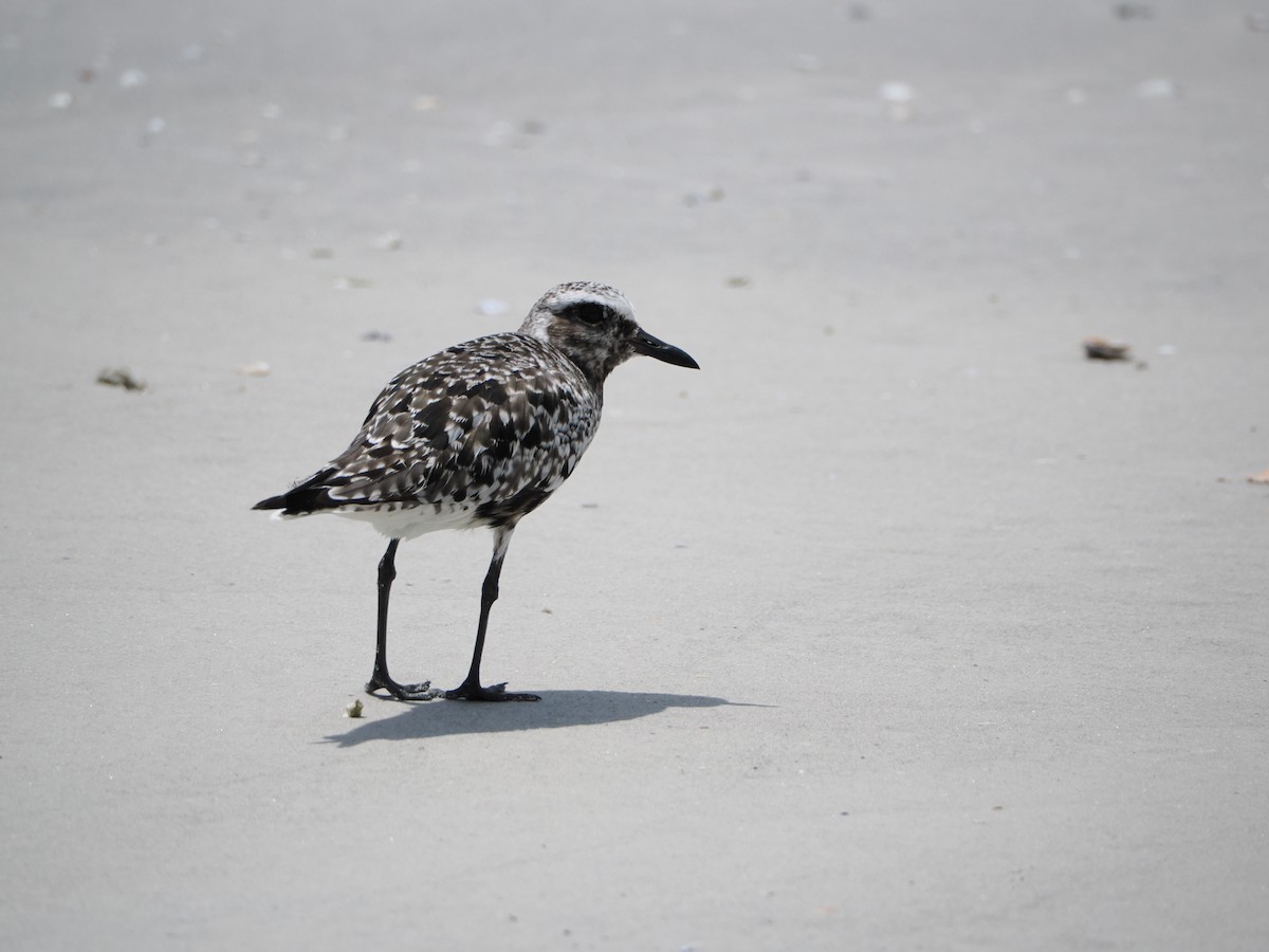 Black-bellied Plover - ML641274489