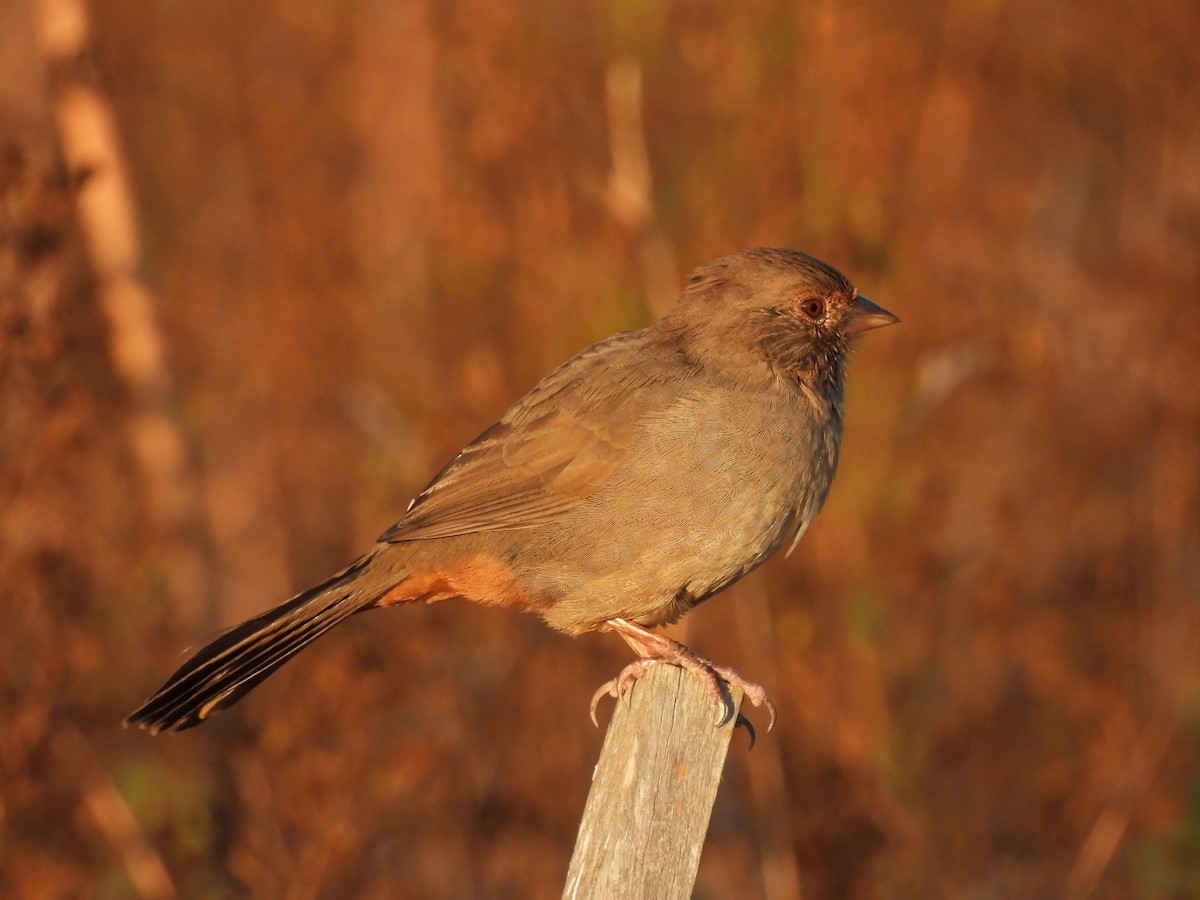 California Towhee - ML641274492