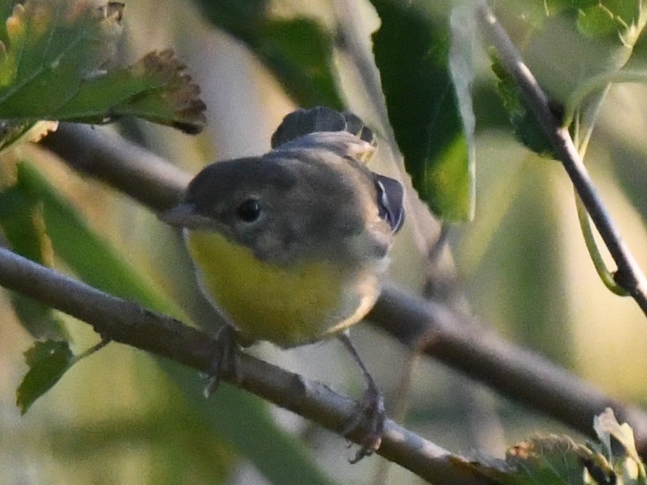 Weidengelbkehlchen - ML641274496