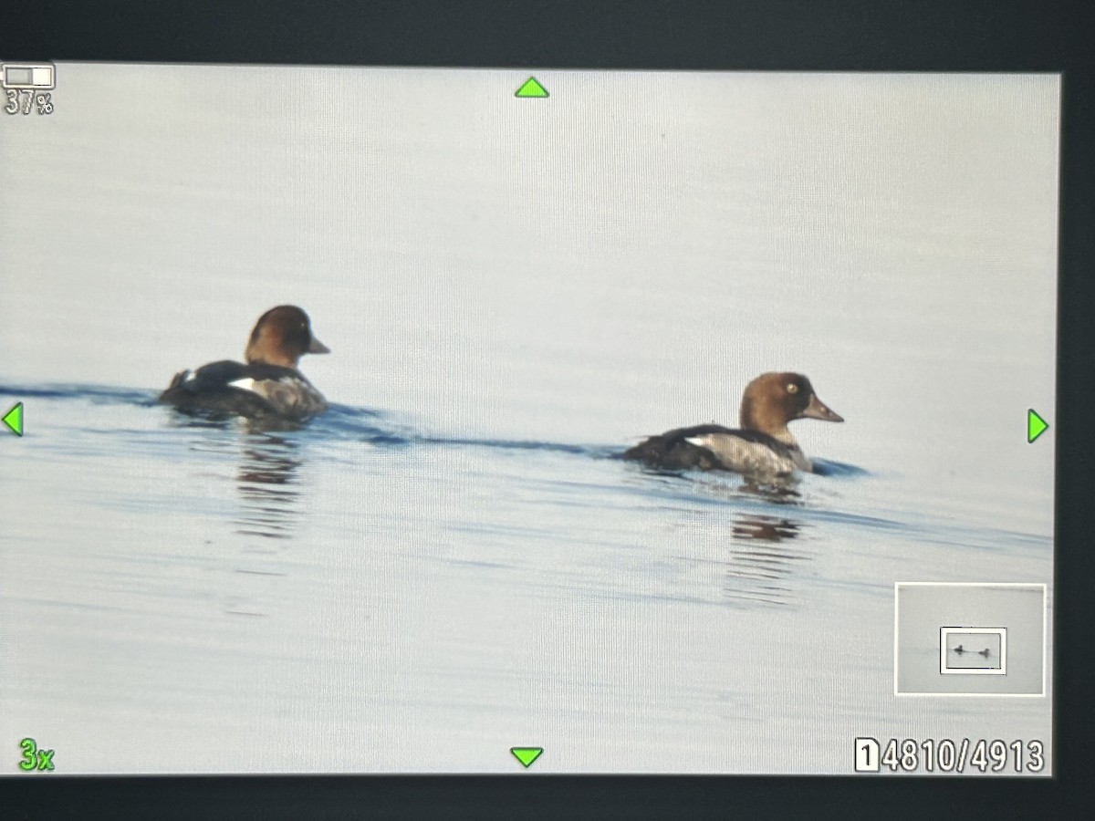 Common Goldeneye - ML641274497