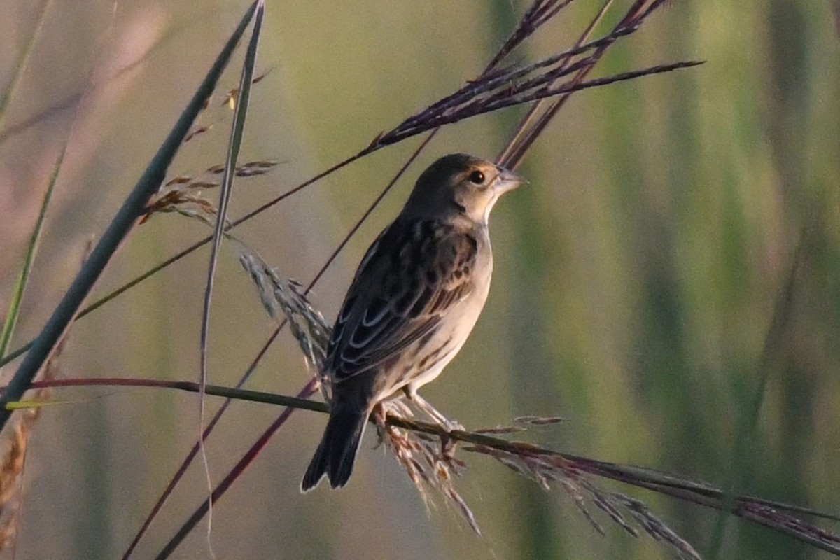 Dickcissel - ML641274501