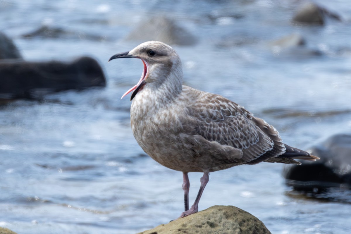 Slaty-backed Gull - ML641274513
