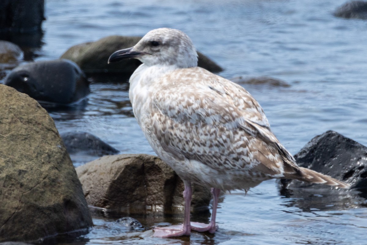 Slaty-backed Gull - ML641274514