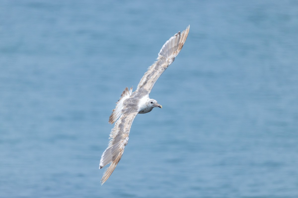 Slaty-backed Gull - ML641274515