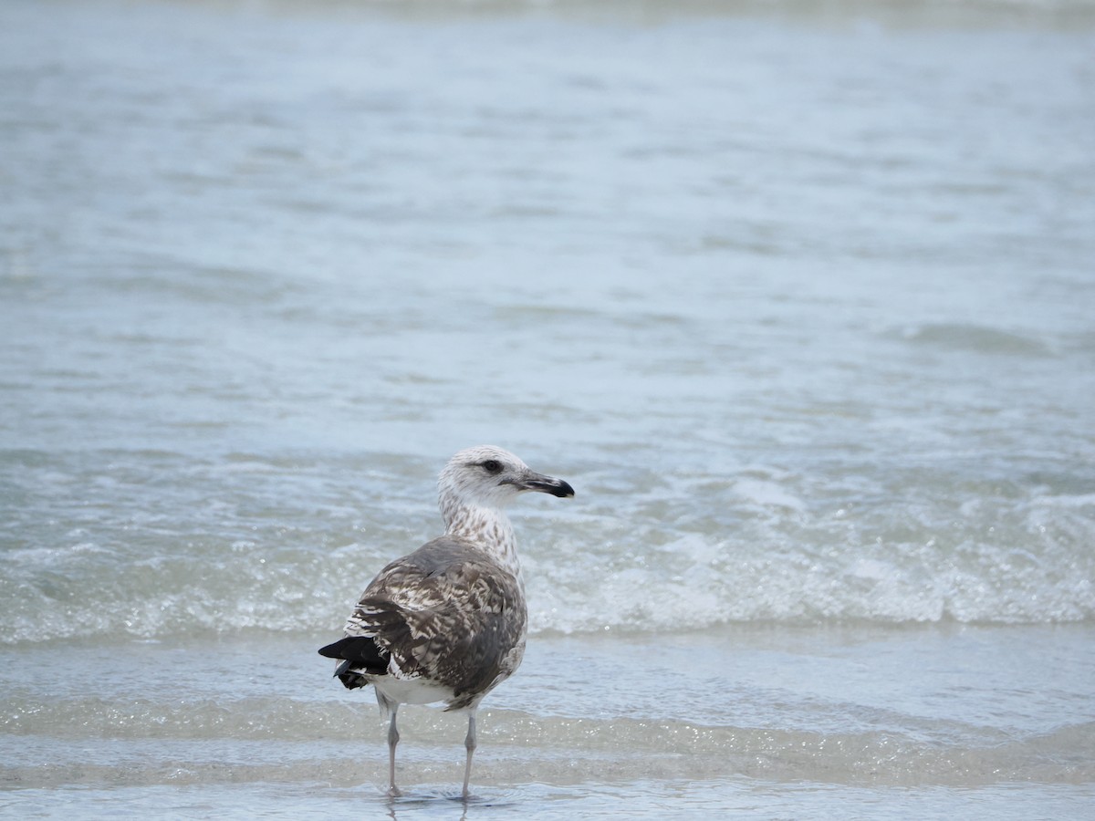 Lesser Black-backed Gull - ML641274529