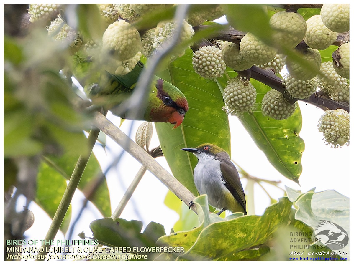 Mindanao Lorikeet - ML641274530