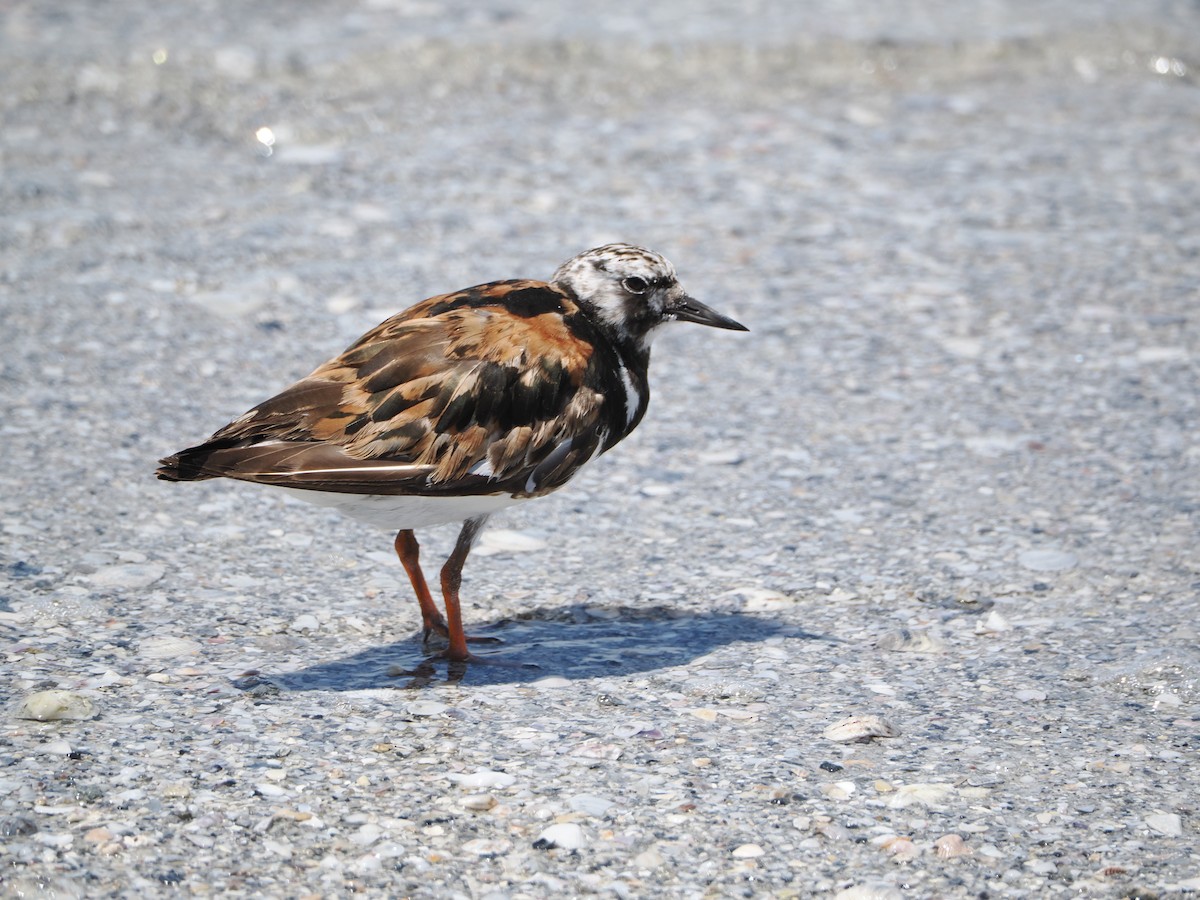 Ruddy Turnstone - ML641274564