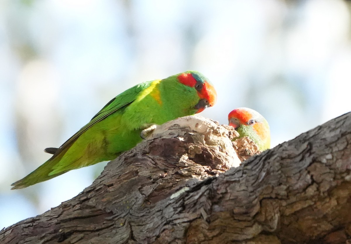 Musk Lorikeet - ML641274565