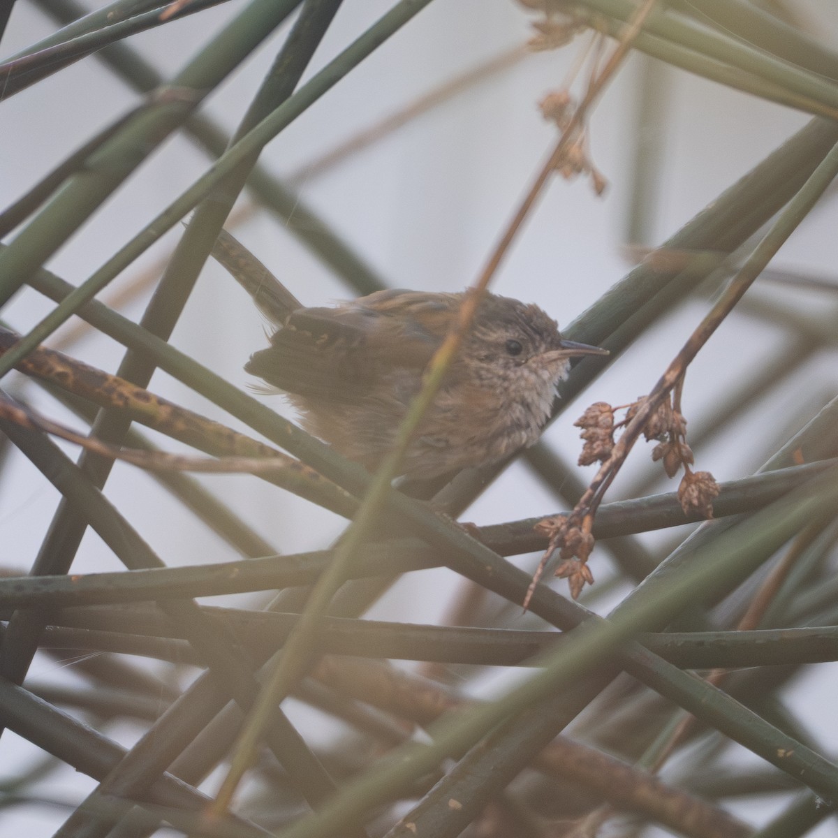 střízlík bažinný - ML641274571