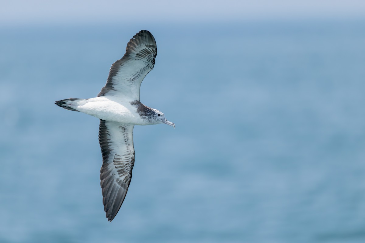 Streaked Shearwater - ML641274575