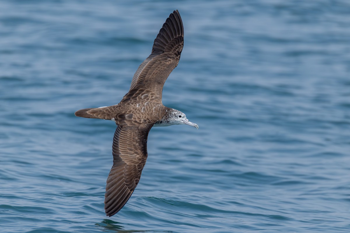 Streaked Shearwater - ML641274577