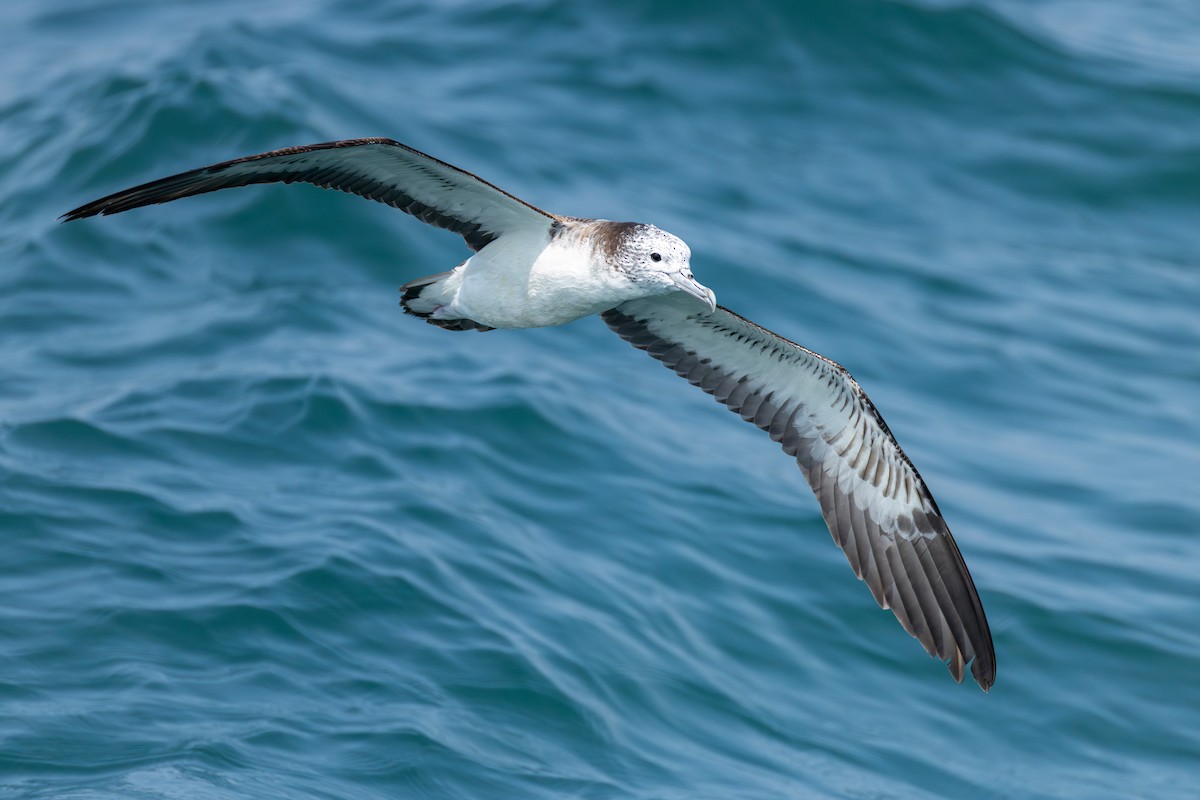 Streaked Shearwater - ML641274578