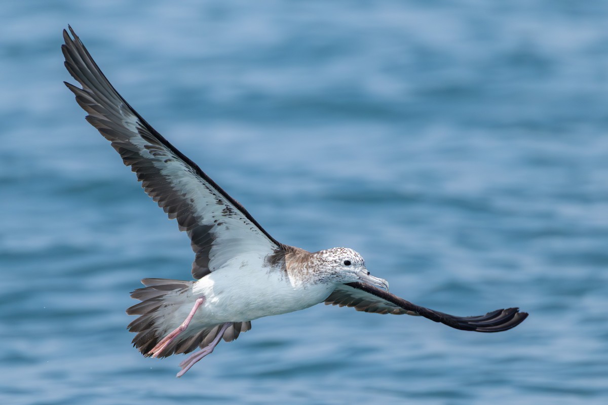 Streaked Shearwater - ML641274579