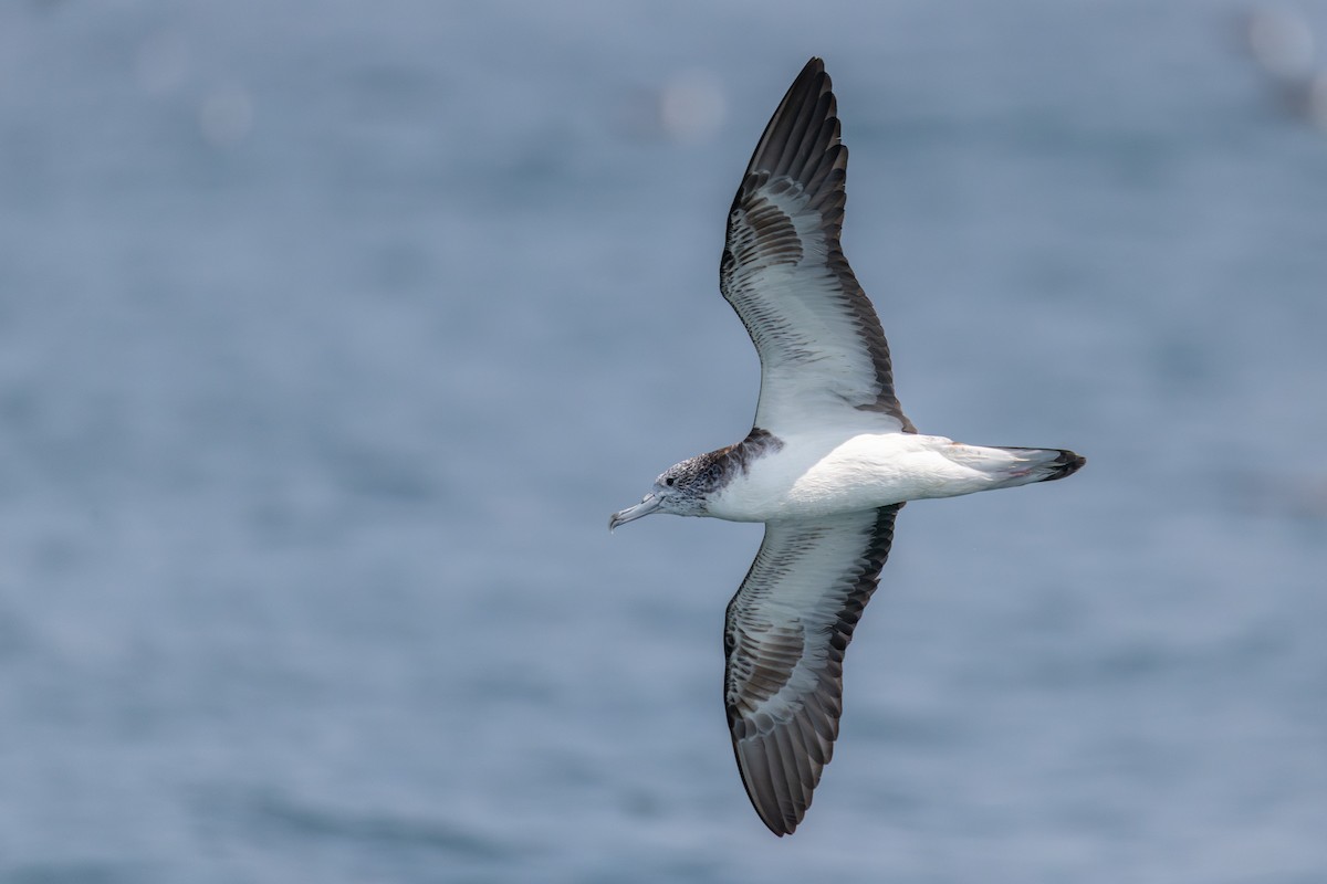 Streaked Shearwater - ML641274580