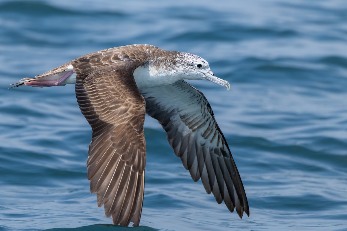 Streaked Shearwater - ML641274581