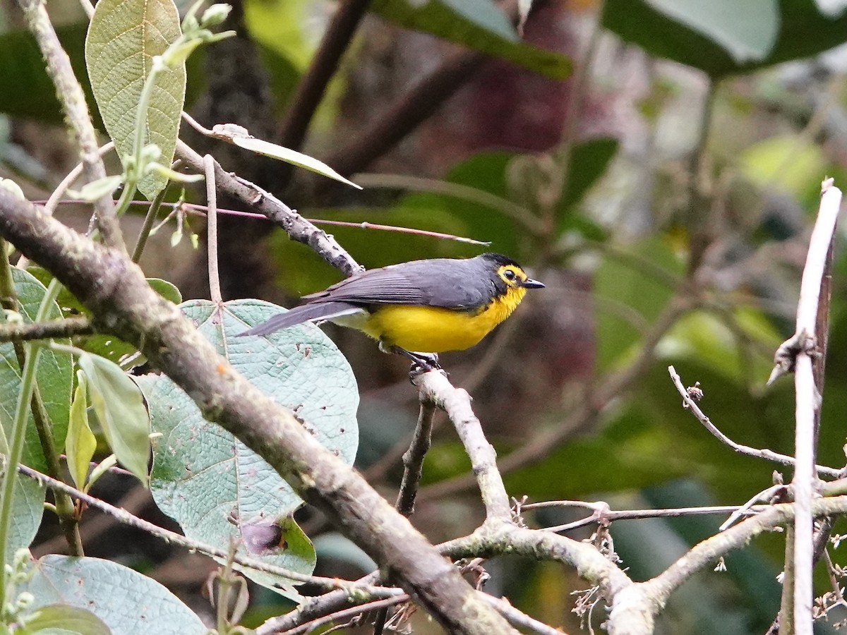 Spectacled Redstart - ML641274583