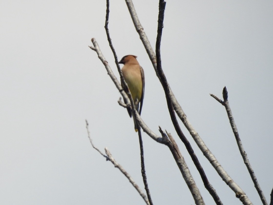 Cedar Waxwing - ML641274589