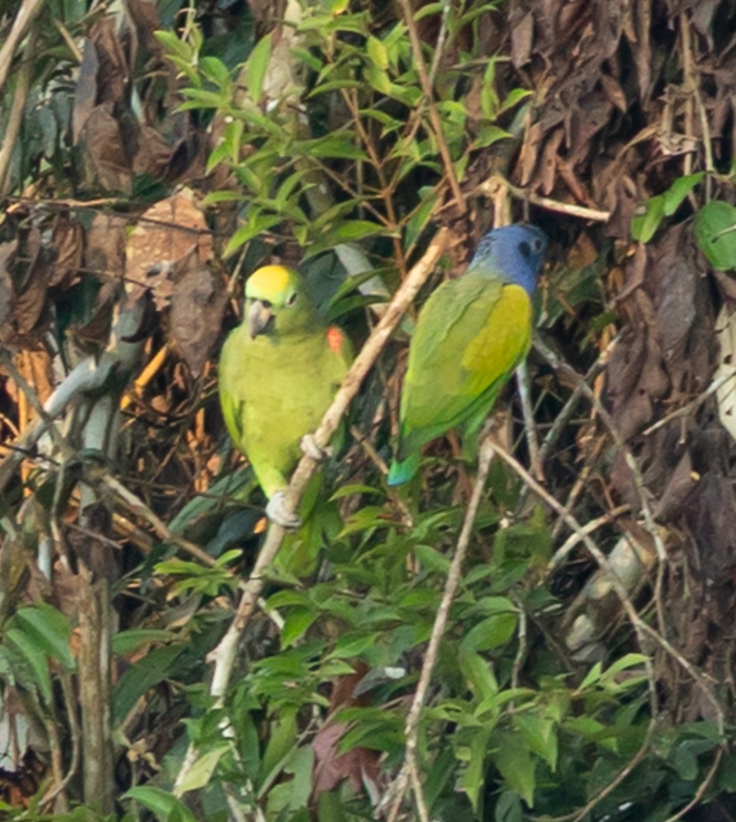 キビタイボウシインコ - ML641274611