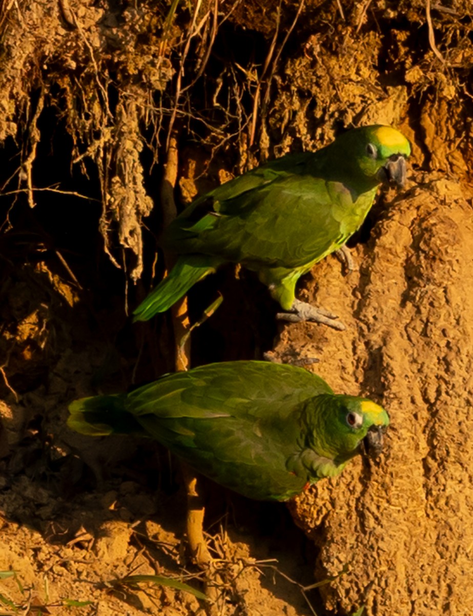 キビタイボウシインコ - ML641274612