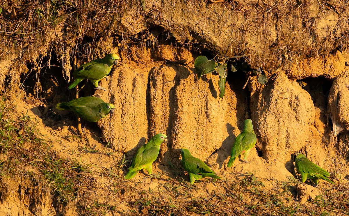 キビタイボウシインコ - ML641274618